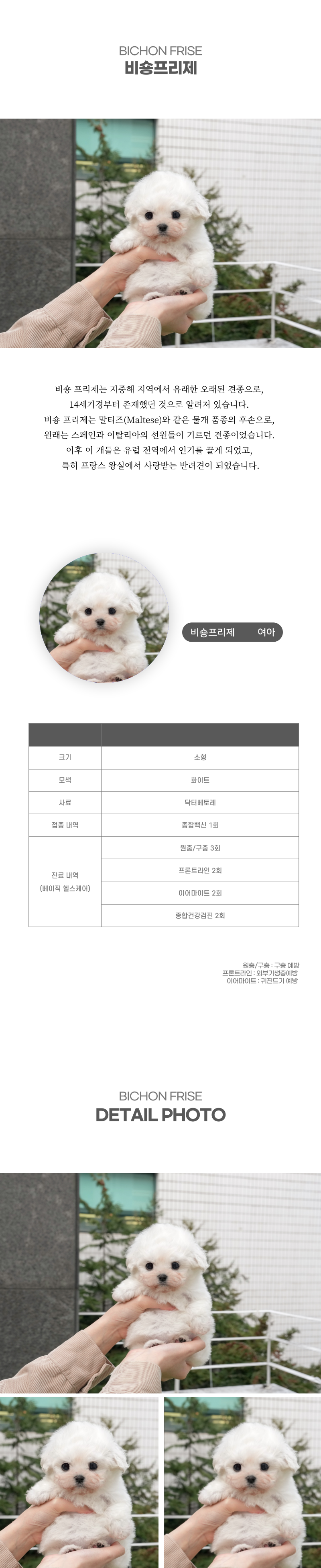 미니비숑_상세이미지_2